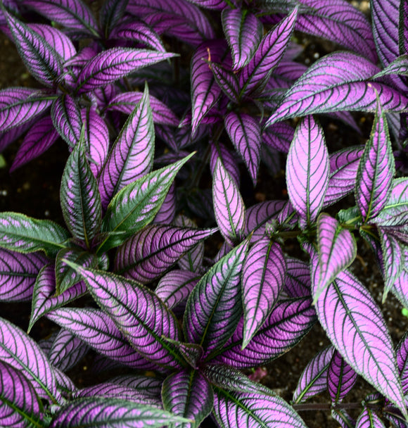 Strobilanthes dyeriana Purple Persian Shield
