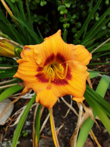 Daylily Sabbath Miniature