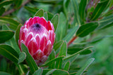 Protea Pink Ice