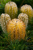 Banksia Birthday Candles