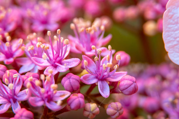 Dichroa versicolour Evergreen Hydrangea