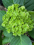 Hydrangea Green Mantle