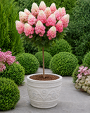 Hydrangea paniculata Standards - in store pickup and local delivery only.