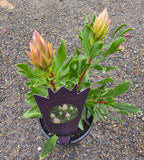 Protea cynaroides Autumn Prince - Dwarf King Protea
