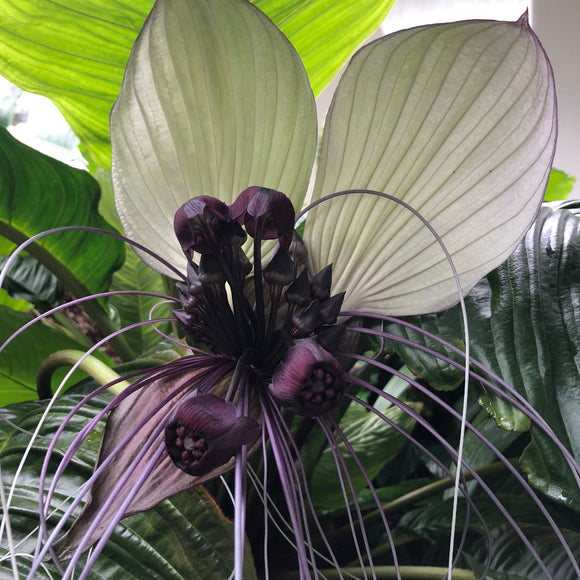 Tacca integrifolia White Bat Plant