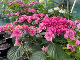Hydrangea Komachi