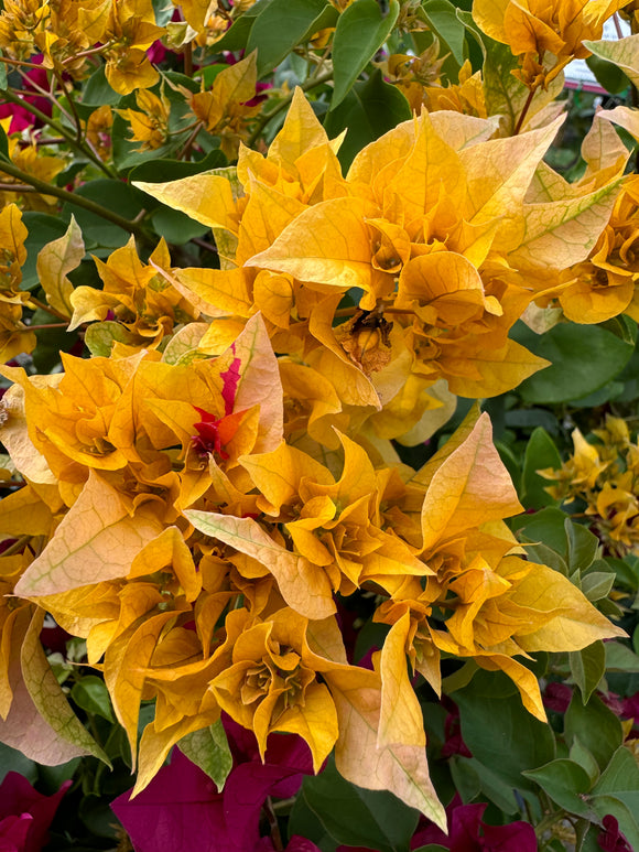 Bougainvillea Aussie Gold Double Flowered Bougainville - Growing for spring 2025