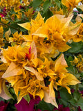 Bougainvillea Aussie Gold Double Flowered Bougainville - Growing for spring 2025