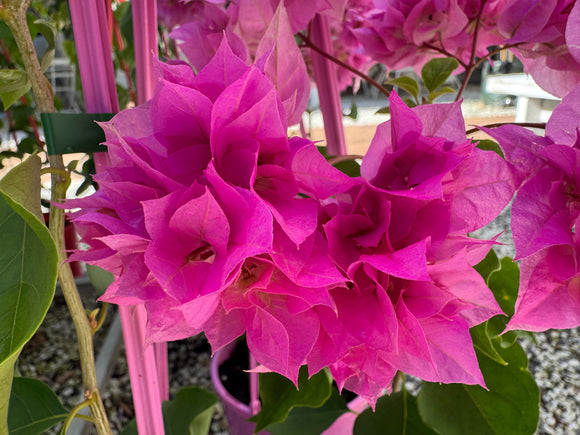 Bougainvillea Pagoda Pink Double Flowered Bougainvillea - growing ready soon - enquire in store.
