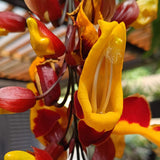 Thunbergia mysorensis Lady Slipper Vine - Growing
