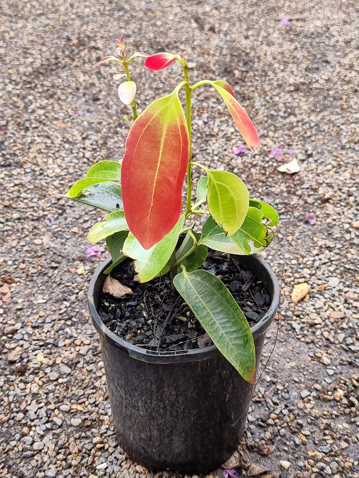 ceylon cinnamon plants for sale Cinnamomum verum True Cinnamon Ceylon Cinnamon – Mother Earth Nursery