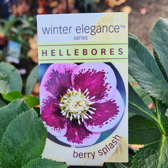 Hellebore Single Berry Splash