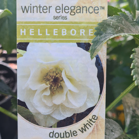 Hellebore Double White