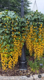 Petraeovitex bambusetorum Nong Nooch Vine - growing - pre-order in store for December 26