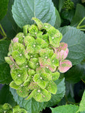 Hydrangea Green Mantle