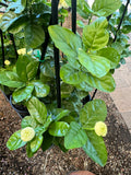 Jasminum Emperor Jasmine