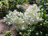 Hydrangea paniculata Brussels Lace