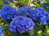 Hydrangea Altona