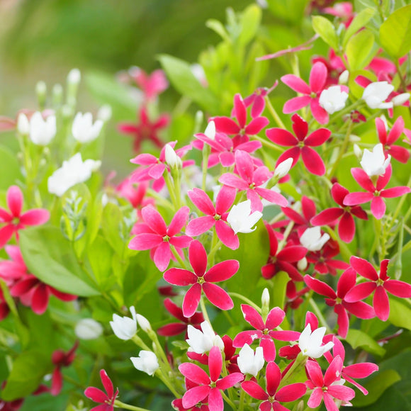 Quisqualis indica Rangoon Creeper