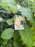 Chonemorpha fragrans Climbing Frangipani