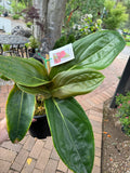 Medinilla miniata Red Chandalier Plant - Pre-Order - Ready Mid February 2025