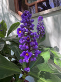 Dichorisandra thyrsiflora Blue Ginger
