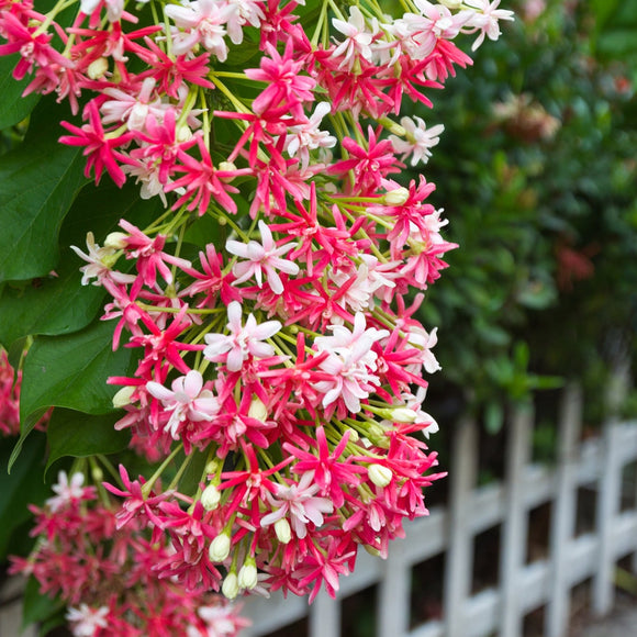 Quisqualis indica Rangoon Creeper Double Flowered Form - Pre Order - for February / March  2025