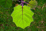 Solanum quitoense Golden Fruit Of The Andes or Naranjilla