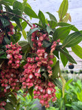 Medinilla vexillifer Jungle Beauty - growing - ready soon.