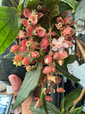 Medinilla vexillifer Jungle Beauty - growing - ready soon.