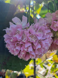 Dombeya wallichii Tropical Hydrangea Tree or Pink Ball Tree