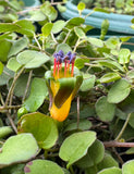 Fuchsia procumbens Creeping Fuchsia