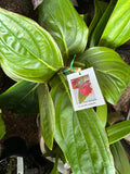 Medinilla miniata Red Chandalier Plant - growing more - coming soon…..
