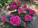 Hydrangea Leuchtfeuer - Pruned Back