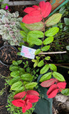 Quisqualis mussiendafolia Red Riot - Growing - Ready September 2025