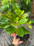 Rhodoleia championii Hong Kong Rose - Rarely Offered - growing - pre-order order in store.