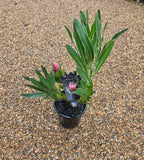 Protea Australis Ruby