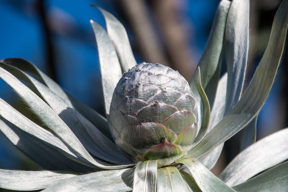 Leucadendron argenteum Silver Tree
