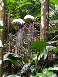 Tacca integrifolia White Bat Plant