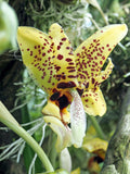Stanhopea Vanilla Orchid Upside Down Orchid