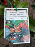 Osmanthus fragrans Orange Supreme - Growing - Ready September 2025