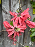 Passiflora racemosa Coral Flame Ornamental Flowering Passionfruit