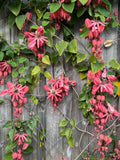 Passiflora racemosa Coral Flame Ornamental Flowering Passionfruit