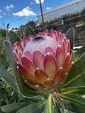 Protea Susara