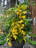 Petraeovitex bambusetorum Nong Nooch Vine - growing - pre-order in store for December 26