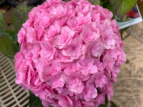 Hydrangea Galaxy