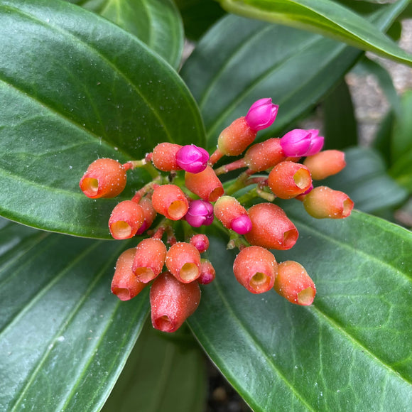 Medinilla basaltorum Comoros Island Medinilla - Limited numbers