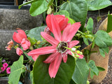 Passiflora racemosa Coral Flame