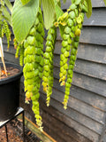 Phyllodium pulchellum Pangolin Plant - growing - enquire in store.