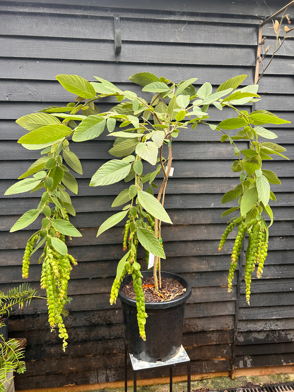 Phyllodium pulchellum Pangolin Plant - growing - enquire in store.